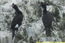 red-faced cormorants, breeding plumage