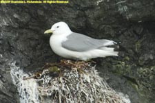 black-legged kittiwake on nest