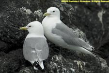 black-legged kittiwakes