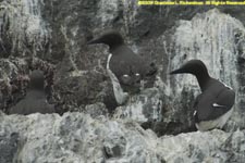 common murres