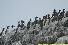 common murres