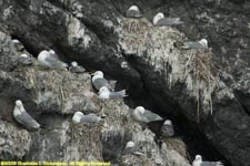 black-legged kittiwakes on nests