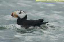 horned puffin