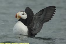 horned puffin