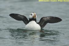 horned puffin