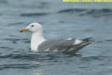 adult mew gull