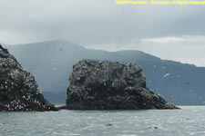 seabird colony near Homer