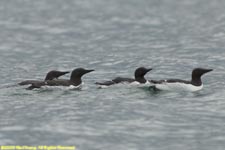 common murres swimming