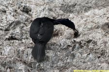 immature red-faced cormorant