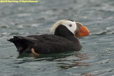 tufted puffin