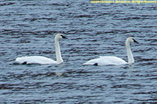 swans