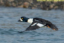 duck in flight