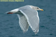 gull in flight