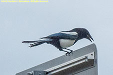 magpie