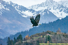 adult bald eagle in flight