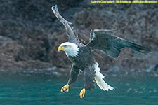 bald eagle fishing