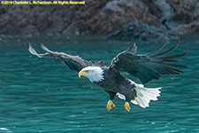 bald eagle fishing