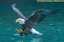 bald eagle fishing