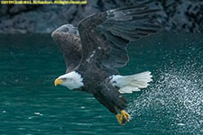 bald eagle fishing