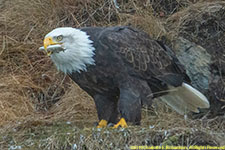 bald eagle with fish