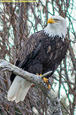 adult bald eagle