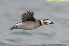 female duck in flight