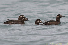 ducks on water