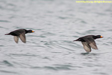 ducks in flight