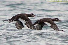 ducks in flight