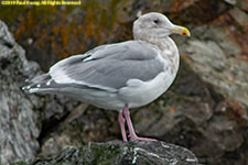 gull on rocks