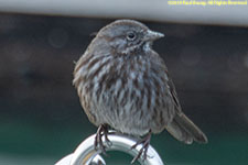 song sparrow