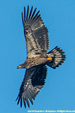 juvenile bald eagle in flight