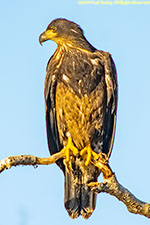 juvenile bald eagle