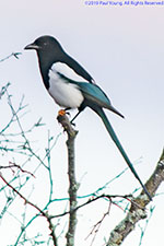 magpie