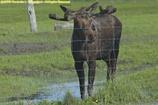 young bull moose