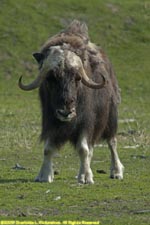 musk ox