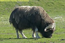 musk ox