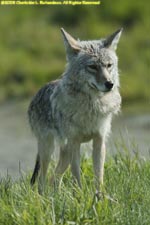 coyote