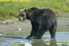 brown bear