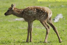 elk calf