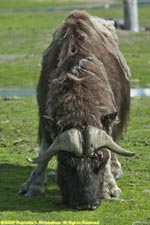 musk ox