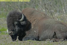 wood bison