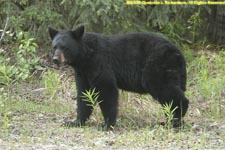 black bear