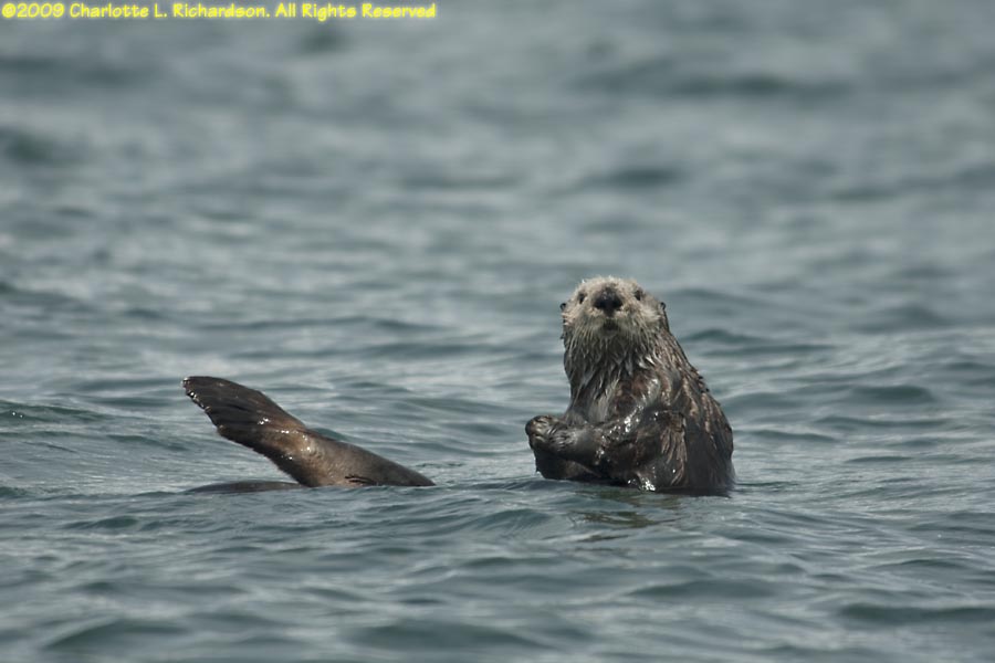 Kenai sea otters