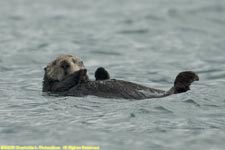 sea otter