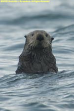 sea otter