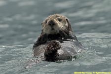 sea otter