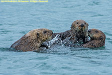 otter family