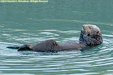 otter eating