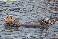 dry otter